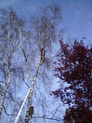 Baum 31.10.2009_9