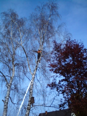 Baum 31.10.2009_10