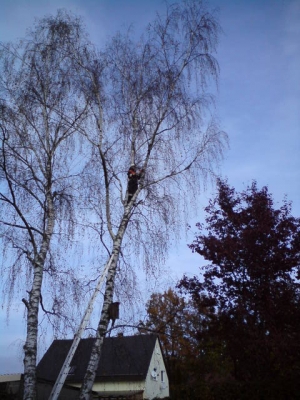 Baum 31.10.2009_11