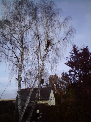 Baum 31.10.2009_12