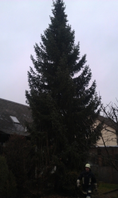Baumfällarbeiten_1