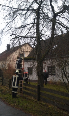 Baumfällarbeiten_5