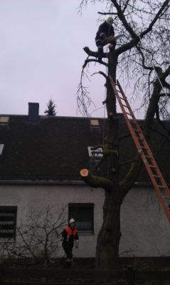 Baumfällarbeiten_9