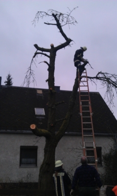 Baumfällarbeiten_10