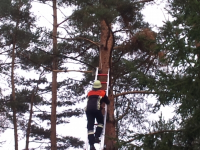 Baumfällarbeiten_5