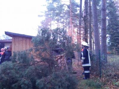 Baumfällarbeiten_10