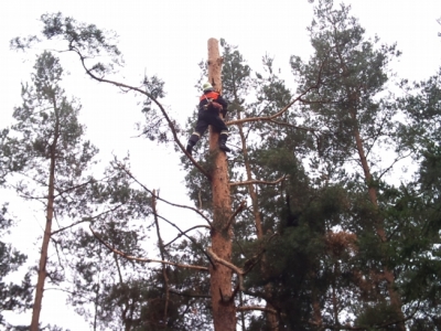 Baumfällarbeiten_29