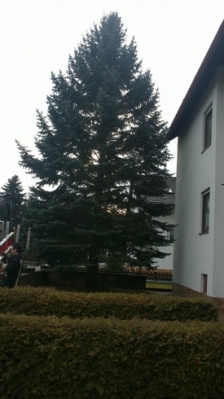 Christbaum für Kirche_1