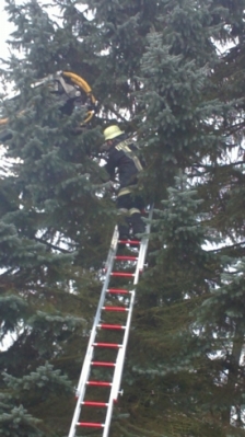 Christbaum für Kirche_4