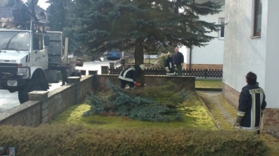 Christbaum für Kirche_6
