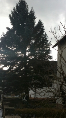 Christbaum für Kirche_7