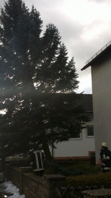 Christbaum für Kirche_8