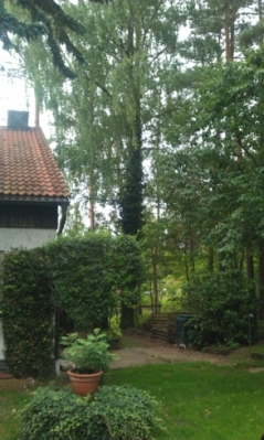 Baumfällarbeiten_4