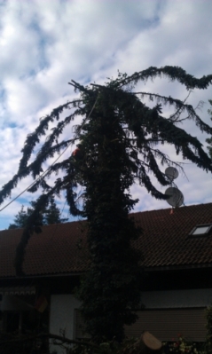 Baumfällarbeiten_21