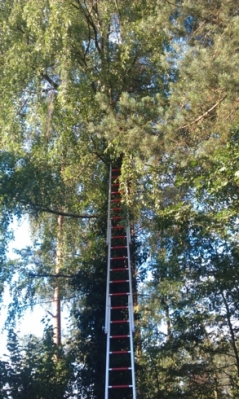 Baumfällarbeiten_23