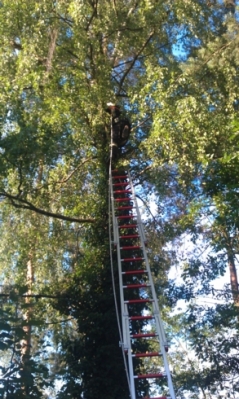Baumfällarbeiten_25