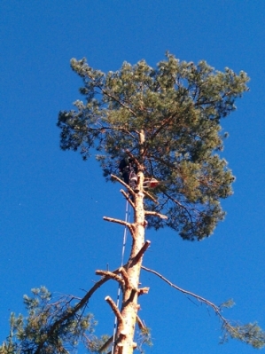 Baumfällarbeiten_9