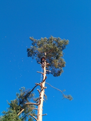 Baumfällarbeiten_10