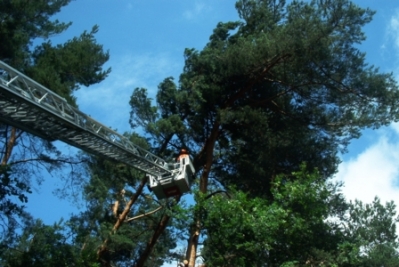 Baumfällarbeiten mit Drehleiter_3