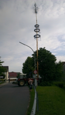 Maibaum-Umlegen_4