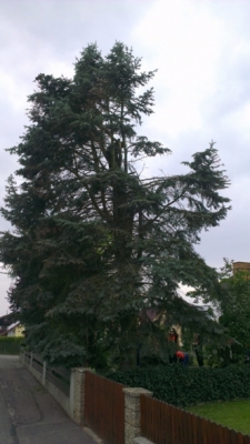20130827_Umgang mit der Motorsäge_10